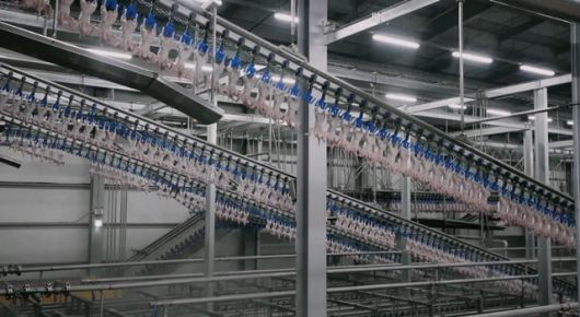 하림은 차가운 공기를 통해 닭의 온도를 낮추는 '에어칠링'을 사용하고 있다. /하림