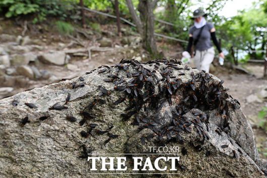 등산로 곳곳에 모여있는 러브버그 무리.