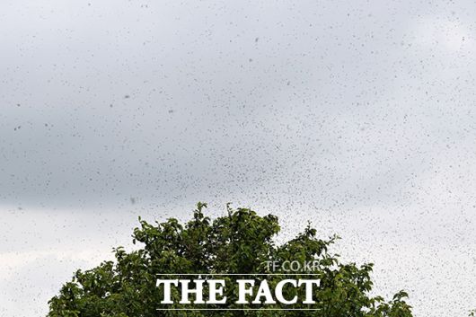 끝없이 나타나는 러브버그 무리들