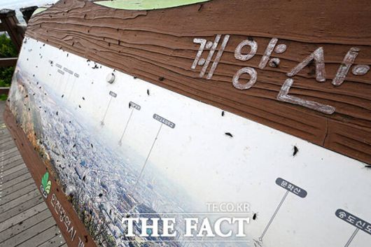 계양산 조망 안내문에도 여기저기 붙어있는 러브버그.