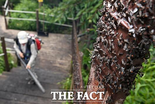 러브버그 대량 출몰로 관계자들이 방역 및 청소 작업을 하고 있다.