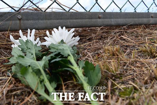 제주항공 참사 유족들은 "179명의 억울한 희생자들과 가족을 잃고 절규하는 유가족들의 목소리가 세상에 끝내 닿기를 바라는 마음으로 아직까지 무안공항에 남아 있다"고 말했다. 사진은 제주항공 여객기 참사 발생 이틀째인 30일 오후 전남 무안국제공항 사고 현장 인근에 애도의 편지와 함께 국화꽃이 놓여 있는 모습. /무안=장윤석 기자