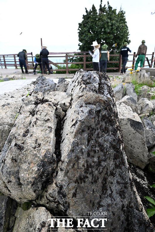 바위틈에 새까맣게 모여있는 러브버그 무리.