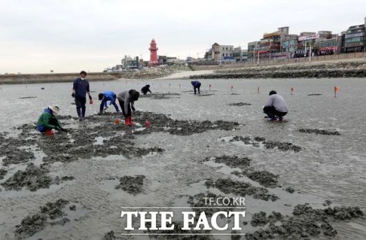 어촌휴양마을에서 갯벌 체험을 하는 관광객들./시흥시