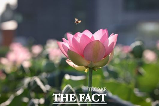 의왕 왕송호수 '초평동 연꽃 습지'에 피어난 연꽃 모습 /의왕시