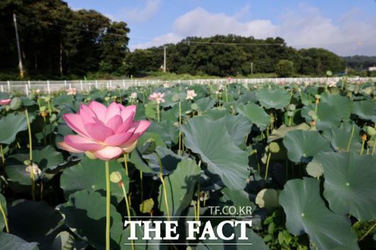 의왕 왕송호수 '초평동 연꽃 습지'에 피어난 연꽃 모습 /의왕시