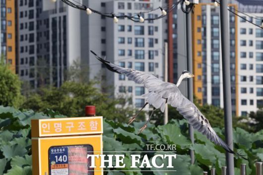 의왕 왕송호수 '초평동 연꽃 습지'에서 날아오르는 왜가리./의왕시