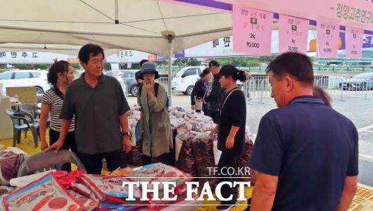 '제26회 청양 고추·구기자 축제’가 19일 백세공원 일원에서 열린 가운데 관광객들이 고추판매장에서 구매하고 있다. /김형중 기자