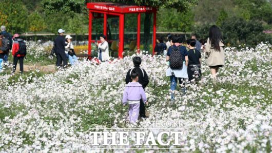 구절초 지방정원에서 오는 10월 14일부터 26일까지 13일간 '제18회 정읍 구절초 꽃축제'가 화려하게 펼쳐진다. /정읍시