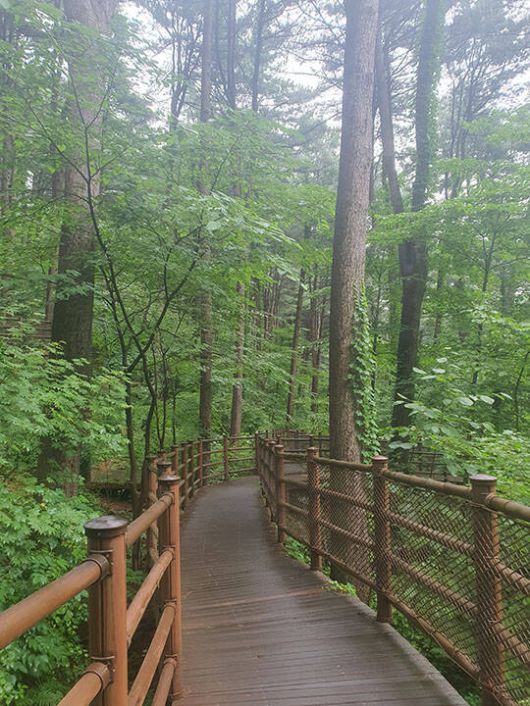 가평 잣 향기 피톤치드길./산림청