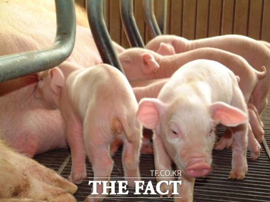 25일 충남 당진시 돼지농장에서 아프리카돼지열병이 발생했다. 충남에서 발생한 첫 사례다. /더팩트 DB