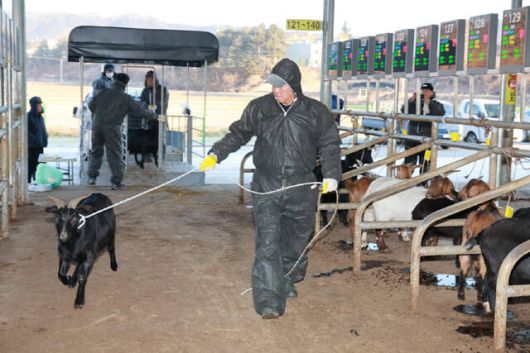 예천군이 2026년 새해 첫 염소 경매를 시작했다. /예천군