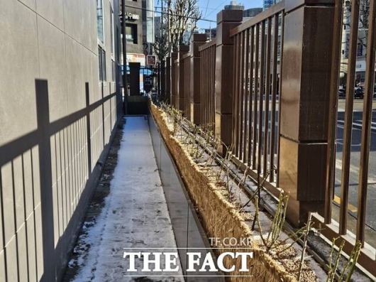 서울서부지법이 후문 인근 집행관실 주변에 장미 덩굴 화단을 조성해 경계 기능을 보완하고 무단 접근 억제 효과를 강화했다. /김명주 기자