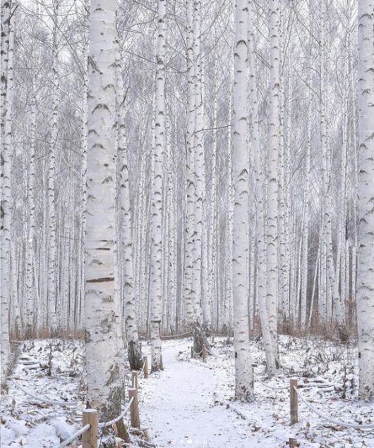 강원 인제 자작나무숲 (출처=한국관광공사)