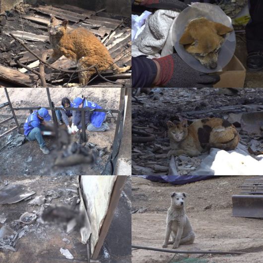 'TV동물농장' (사진=SBS)