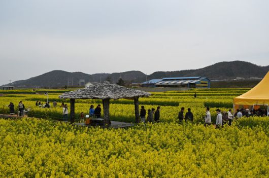 최근 포항시 호미곶면 호미반도 일원에 조성된 유채꽃밭을 찾은 관광객들이 봄의 정취를 즐기고 있다. (사진 = 포항시 농업기술센터)