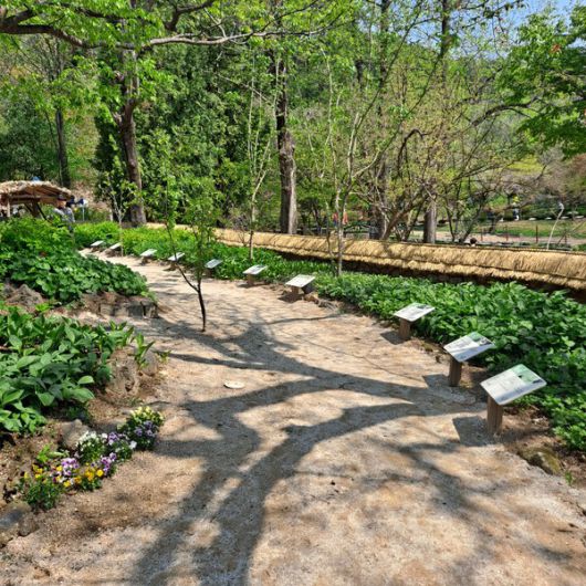 사진/국제뉴스 이재호 기자                    산나물 홍보관