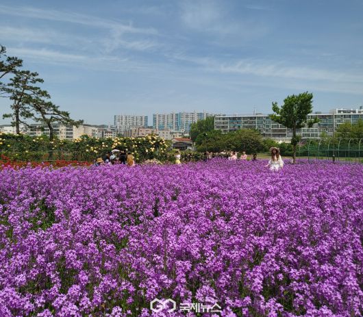 (제공=영천시) 영천강변공원 보라유채꽃