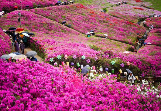 '2025 군포 철쭉축제' 기본정보, 가는길 /군포시 제공