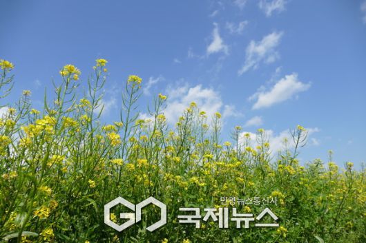 양주시,노란 물결 속 봄의 향연...나리공원 유채꽃 '활짝'.(사진.이운안 기자)