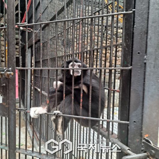 사진/국제뉴스 이재호 기자                    흰손기번