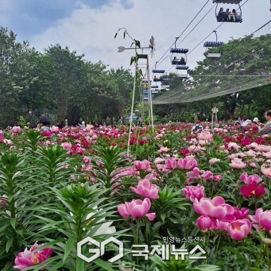 사진/국제뉴스 이재호 기자                  모란과 작약