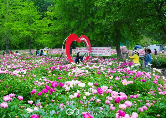 (제공=영천시) 작약꽃 나들이 행사