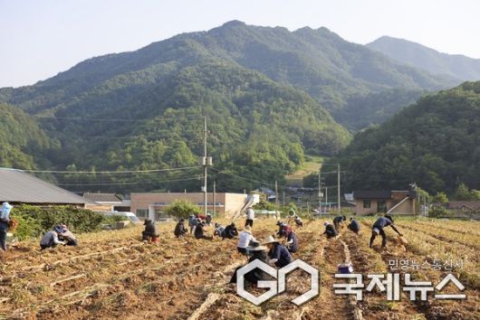 마늘 수확 모습(사진=단양군)