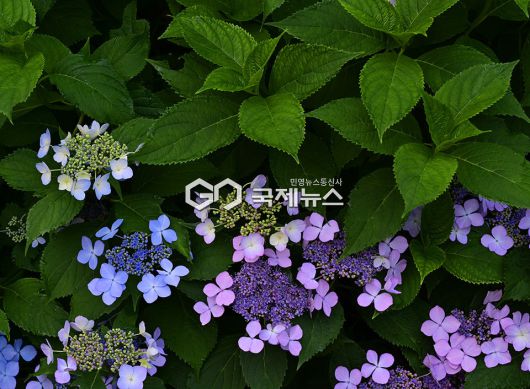 월미공원, 6~7월에 개화 하는 산수국 자태 드러내 (사진=안희영 기자)