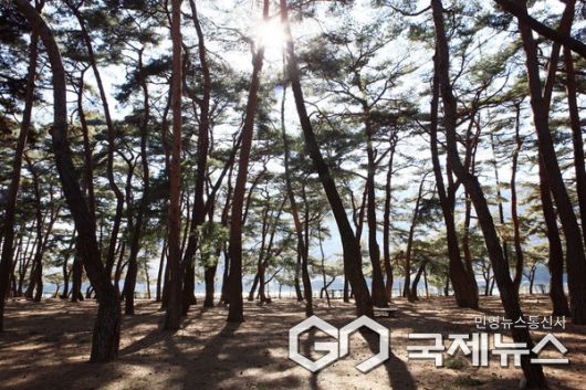하동송림 사진/하동군