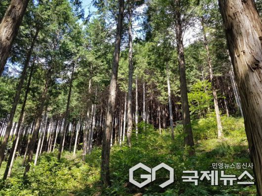 옥종편백자연휴양림 사진/하동군