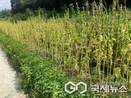 전략작물(참깨) 사진/진주시