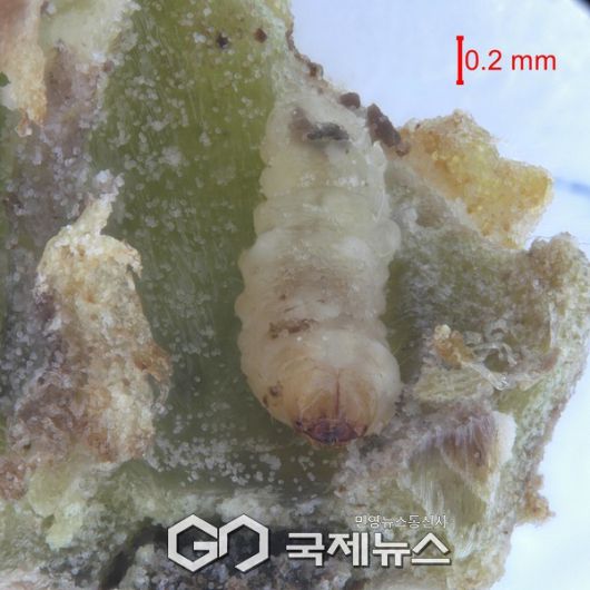 자방내 유충.(사진제공.국립수목원)