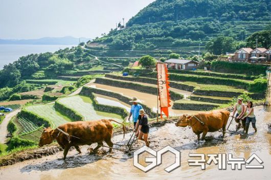 다랭이마을 모내기 체험 사진/남해군
