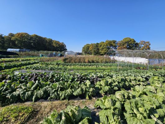 밭작물 재배지 전경 (계양구 제공)
