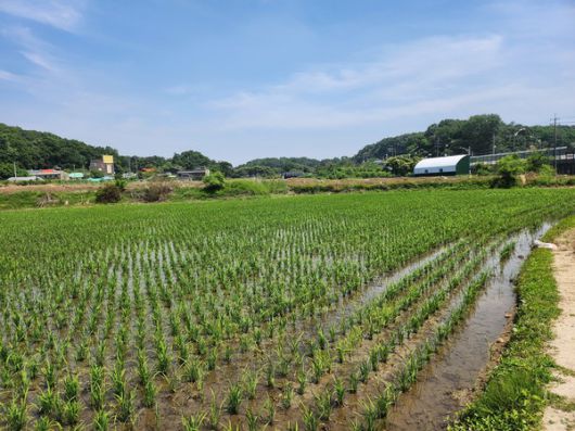 벼 재배지 전경 (계양구 제공)