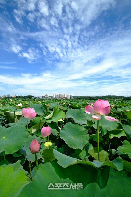 스포츠서울