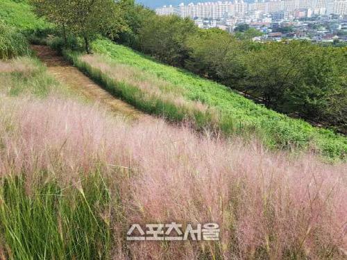 스포츠서울