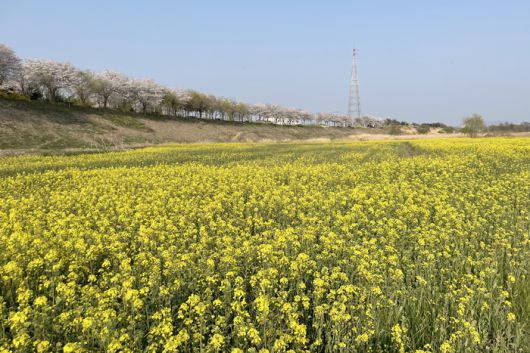 영산강둔치체육공원의 유채꽃밭과 둑길의 벚꽃이 어우러진 풍경.    사진 | 나주시청