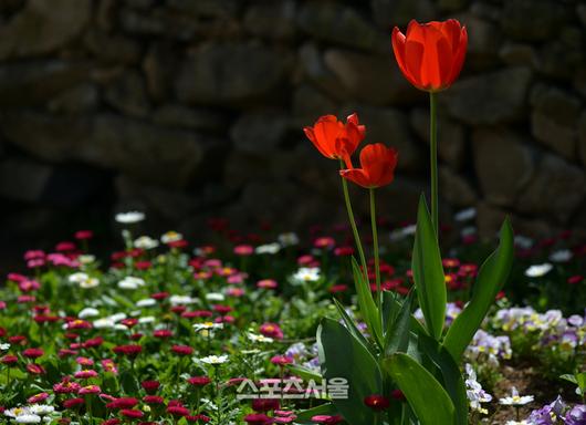 스포츠서울