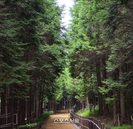 팔영산 편백 치유의 숲. 이주상기자 rainbow@sportsseoul.com