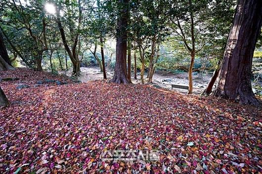 스포츠서울