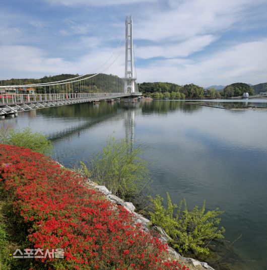 철쭉과 어우러진 예당호 출렁다리. 이주상기자 rainbow@sportsseoul.com