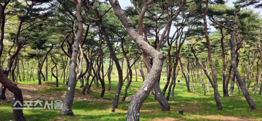 해미읍성 내의 송림 이주상기자 rainbow@sportsseoul.com