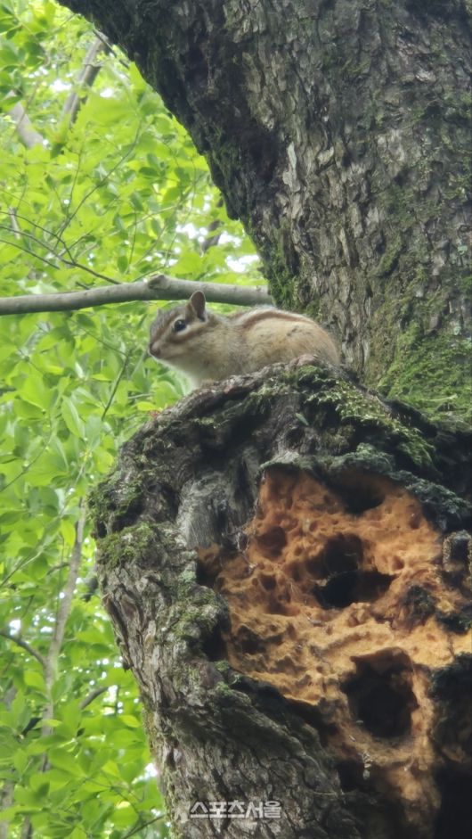 갑사 숲길에서 만난 다람쥐