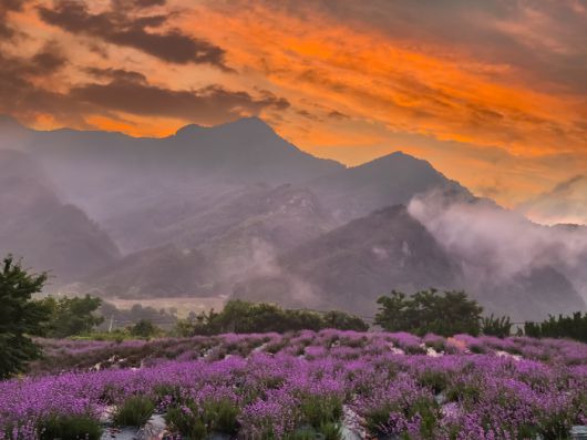 사진 | 양원라벤더