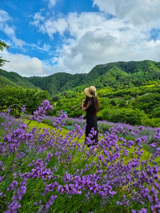 사진 | 양원라벤더