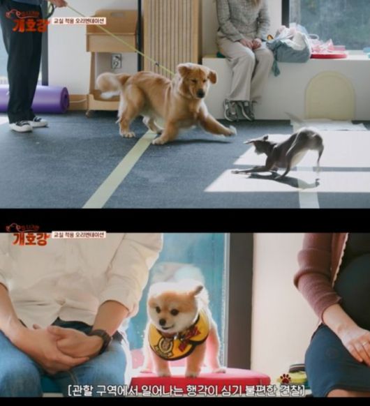 집 나가면 개호강. 사진 | JTBC