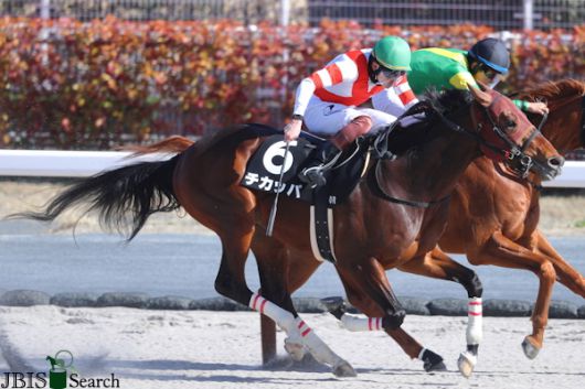 치카파.  사진 | 한국마사회