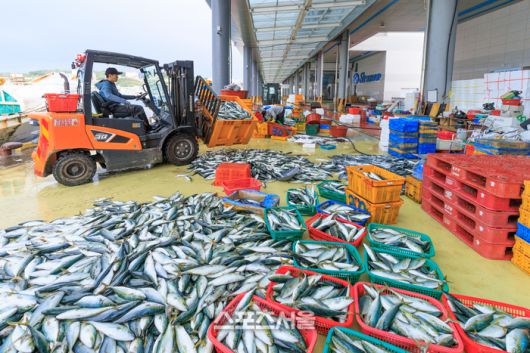 울진 죽변항 해산물위판. 울진 | 원성윤 기자 socool@sportsseoul.com